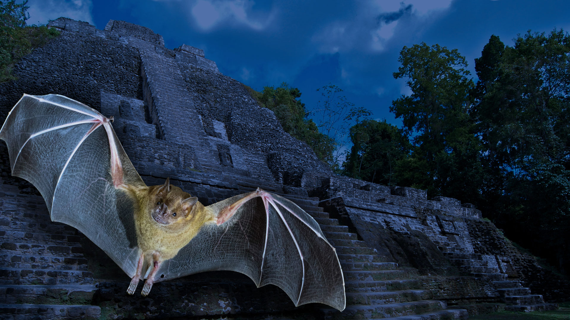 A fruit bat in flight, wings spread, in front of a moonlit Mayan pyramid at Lamanai, Belize.
